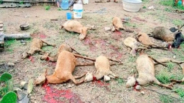 Кто такая чупакабра