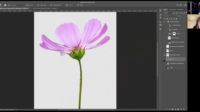 Taking Your Flower Photographs From Ordinary To Extraordinary By Rosie Lalonde