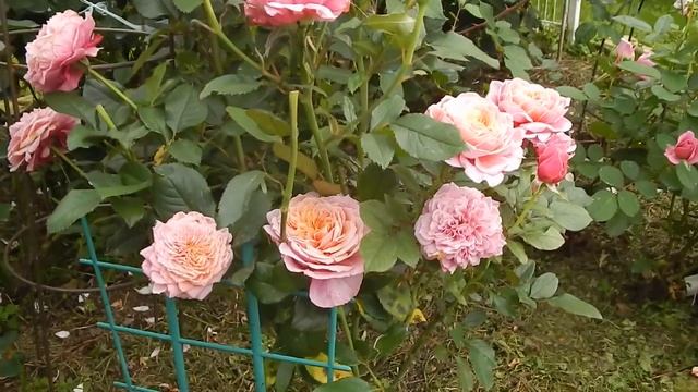 ЯПОНСКИЕ РОЗЫ.СТОИТ ЛИ САЖАТЬ,КАК РАСТУТ В МОЁМ ХОЛОДНОМ СЫРОМ САДУ. смотреть онлайн