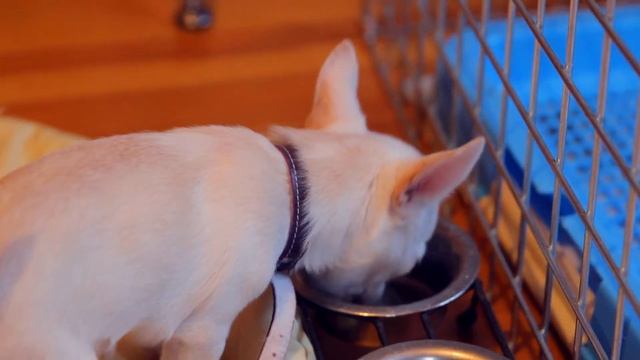 Забавные Щенки чихуахуа смотреть онлайн