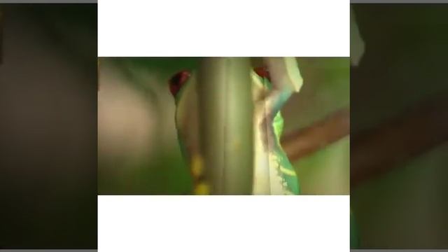 Познавательная видео-презентация "Посиделки на болоте: из жизни лягушек" (Мищерякова С.В.) смотреть онлайн