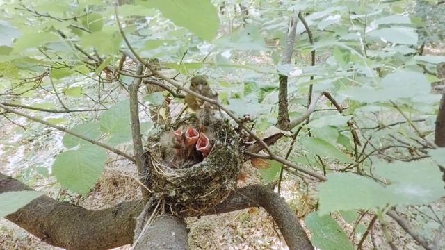 Зяблик кормит своих птенцов смотреть онлайн