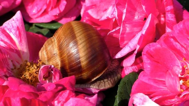 Cute pet / garden snails: flowers of 'Rosa Ferdinand Pichard' striped pink roses (18x fast motion) смотреть онлайн