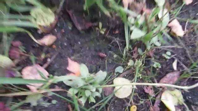 Наша дача 26.10.19 г. Готовлю многолетники к зиме. смотреть онлайн