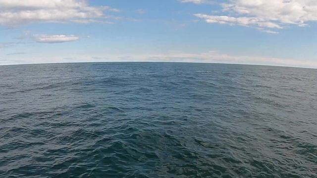 Киты в подарок на день рождения смотреть онлайн