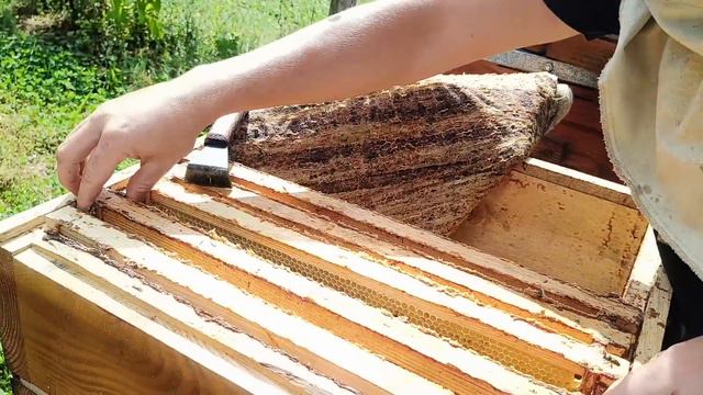 Обробка бджіл від кліща. Серпневі отводки смотреть онлайн