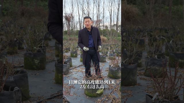 月季怎么开成宣传照？“完美”株型背后的秘密【天狼说月季】 смотреть онлайн