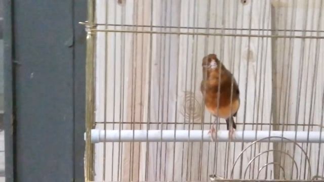 Пенье кенаря и паровка канареек .начало сезона разведения, весна 2018 смотреть онлайн