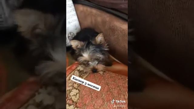 Как выбрать щенка йоркширского терьера смотреть онлайн