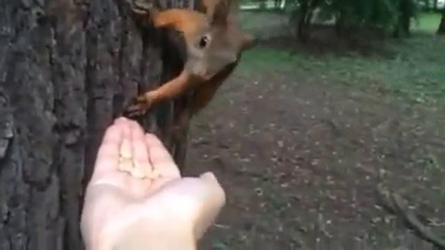 Белки в измайловском парке смотреть онлайн