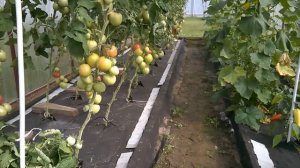 Выращивание томатов в теплице из поликарбоната