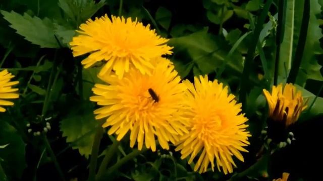 Одуванчики. Какие они бывают | Nature_My village смотреть онлайн