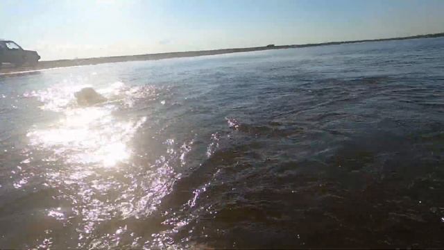 Бретонский эпаньоль. Щенки в 3 месяца самостоятельно приучились к воде. смотреть онлайн