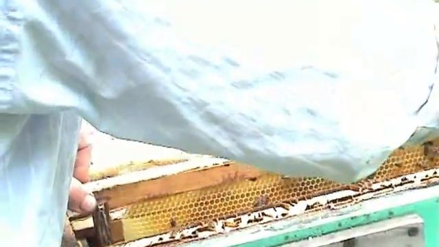 Состояние дачного точка. Маточник тихой смены. смотреть онлайн