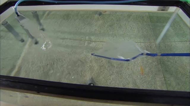 История жизни - Часть 4. Спаривание. В поисках второй половинки - Документальный фильм смотреть онлайн