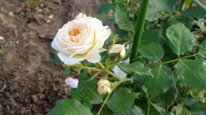 Сорт розы-флорибунды КОСМОС (Кордес) - некапризная,обильноцветущая,нежная расцветка цветочков 11.06