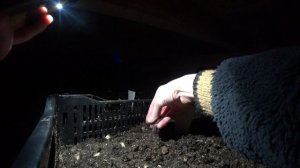 Жизнь в деревне  Состояние ТЮЛЬПАНОВ после ВЫГОНКИ  Что делать с лукавицами после срезки тюльпанов