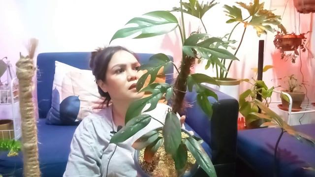 Another Plant Haul смотреть онлайн