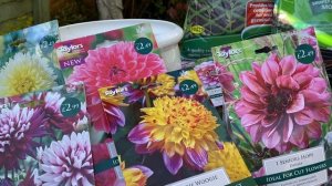 Георгины. Как посадить георгины в горшки и ящики. ЧАСТЬ  1.