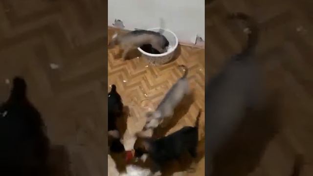 Symiko.ru | Щенята ищут дом. Отдаем бесплатно. Собаки в дар в добрые руки. смотреть онлайн