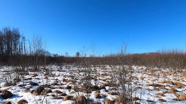 Охота #287 заяц выскочил из под ног, закрытие с гончими смотреть онлайн