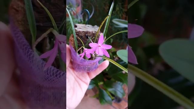 Sophronitella violacea смотреть онлайн