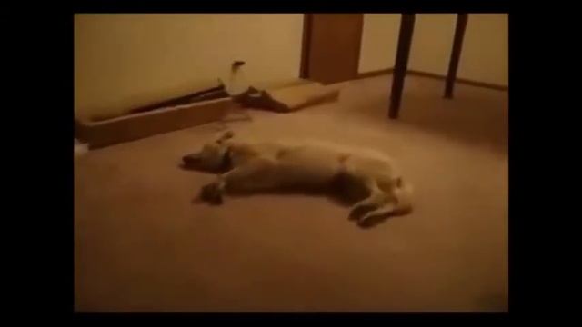 Самый страшный Кошмар в жизни Собаки   Собаки приколы видео