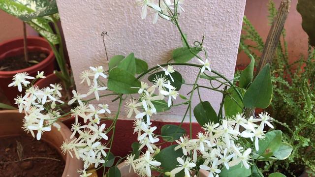 Clematis Vine care|How to grow Clematis/Ranjai plant?|Clematis gouriana|HOMESCAPES смотреть онлайн