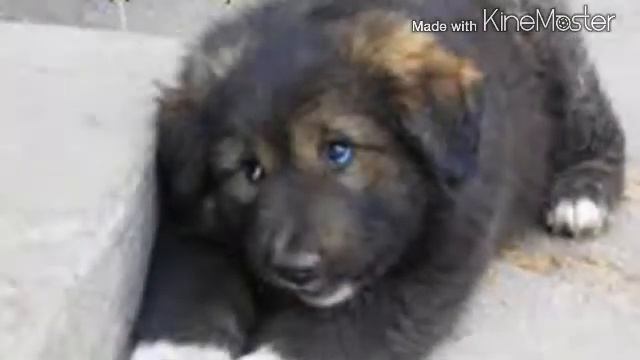 Симпатичные собаки. смотреть онлайн