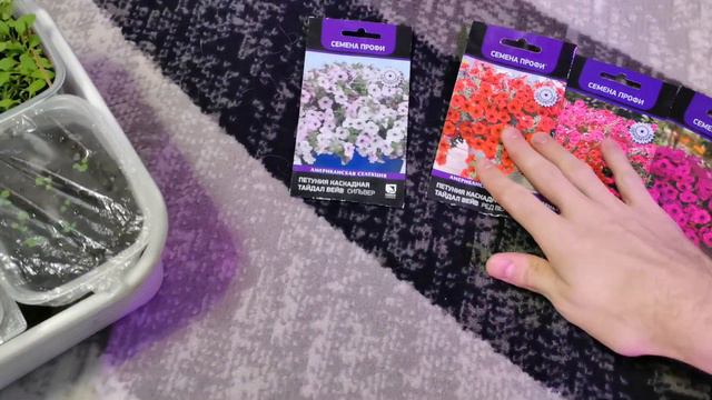 Обзор всей рассады на 27 февраля 2024 года. Цветут бегонии, посеяли лук, взошла земляника. смотреть онлайн