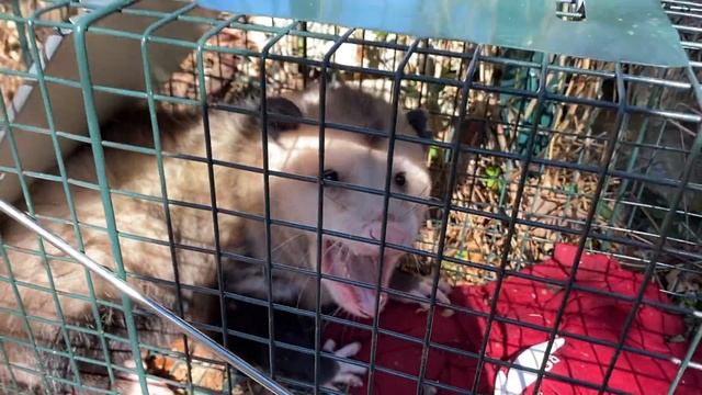 Is Tito the Raccoon Back?!?! (Tito Missing Update) смотреть онлайн
