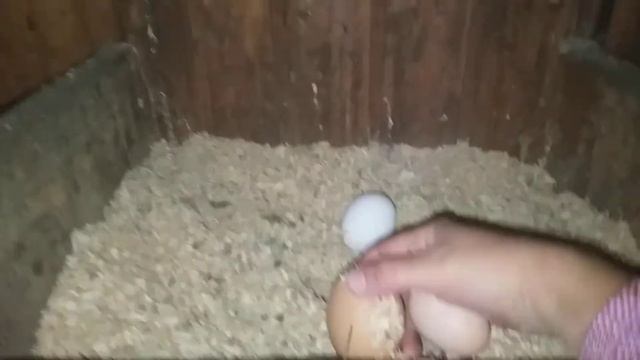 Как выглядит первое яйцо несушки смотреть онлайн