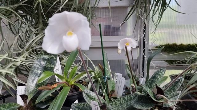 В гостях у английского орхомана. Май 2023. Глостершир. смотреть онлайн