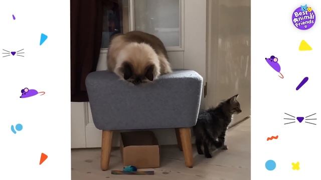 Sweetest Cat Finds Lost Kitten And Makes Her Part Of His Family | Animal Videos For Kids | Dodo Kid смотреть онлайн