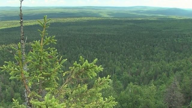 Мой Урал! Солист В. Степанов. муз. Е. Степанов. сл. И. Орехов. смотреть онлайн