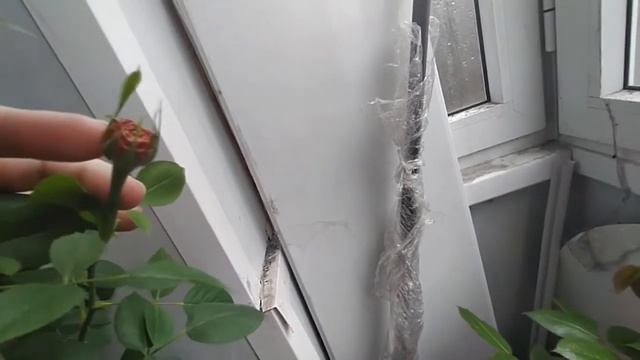 Расцвели две розы на балконе. Как поживает мой цветник в ожидании переезда на дачу смотреть онлайн