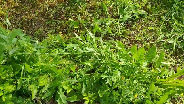 Косьба. Воспоминания об ушедшем лете (4/4). Scything. смотреть онлайн