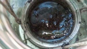 разведение пиявок в домашних условиях часть 1.