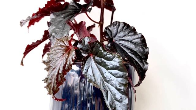 SHRUB-LIKE BEGONIA ARABIAN SUNSET [Short Video Overview] смотреть онлайн