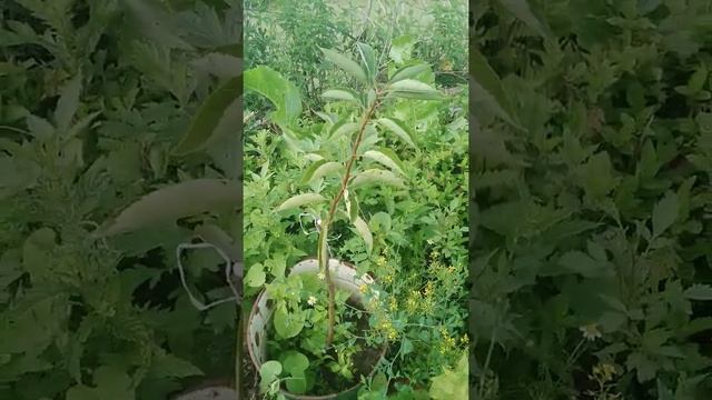 свг мейнор , плаері світ тріат на сливі і на черемсі. порівняльний аналіз. смотреть онлайн