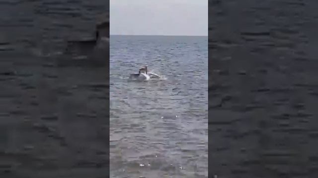 Genfersee Morges морж женевское озеро лебеди дерутся или брачный сезон