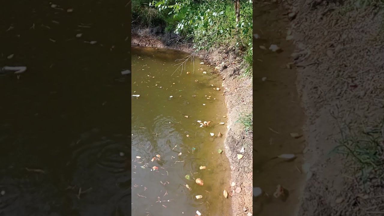 Кормлю своих пираний в пруду #shorts смотреть онлайн