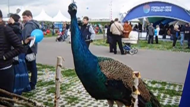 Павлин - 8(916)702-11-08 смотреть онлайн