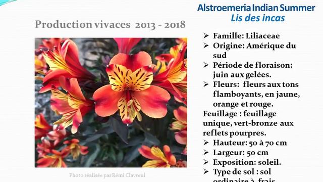 Chaîne jardinage: Fiche technique: Indian Summer : Lis des Incas: Plante vivace смотреть онлайн