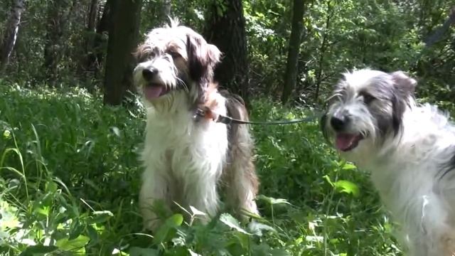 Терьеристые собачки из приюта ждут хозяев смотреть онлайн