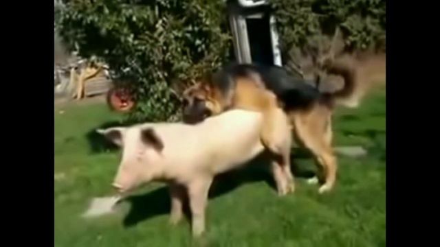 Собака трахает свинью под клип Егора Крида