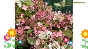Гортензия метельчатая Спаркинг. Краткий обзор, описание характеристик hydrangea paniculata Sparking