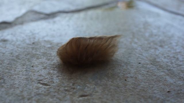 Гусеница моли-кокетки смотреть онлайн