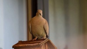 Приметы и суеверия о голубях