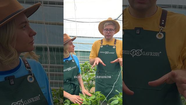 ПОЧЕМУ У ПЕРЦА ОПАДАЮТ ЦВЕТКИ И ЗАВЯЗИ? смотреть онлайн